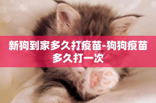 新狗到家多久打疫苗-狗狗疫苗多久打一次