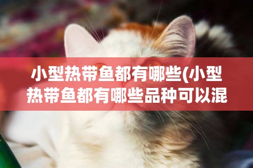 小型熱帶魚都有哪些(小型熱帶魚都有哪些品種可以混養)