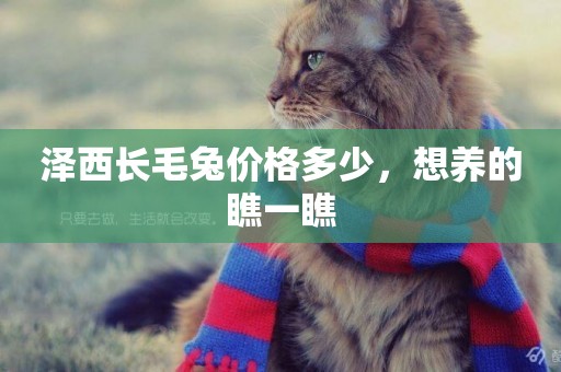 澤西長毛兔價格多少，想養的瞧一瞧