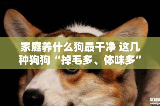 家庭養什么狗最干凈 這幾種狗狗“掉毛多、體味多”，慎入 