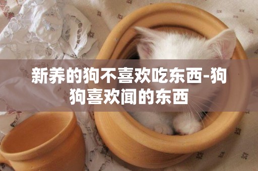 新養的狗不喜歡吃東西-狗狗喜歡聞的東西