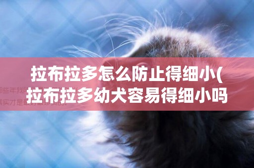 拉布拉多怎么防止得細小(拉布拉多幼犬容易得細小嗎)