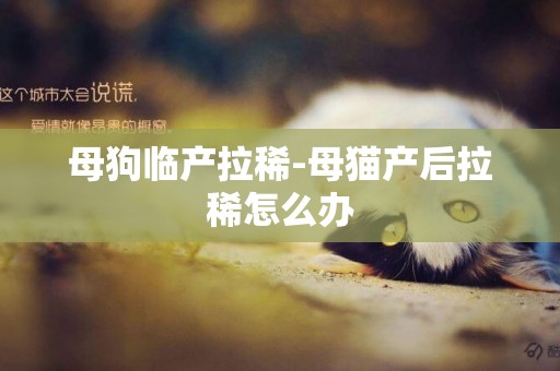 母狗臨產拉稀-母貓產后拉稀怎么辦