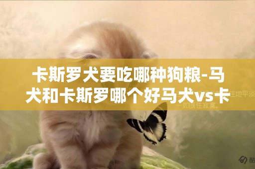 卡斯羅犬要吃哪種狗糧-馬犬和卡斯羅哪個好馬犬vs卡斯羅