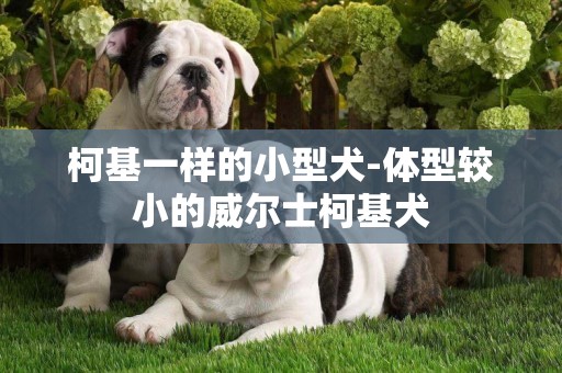柯基一樣的小型犬-體型較小的威爾士柯基犬