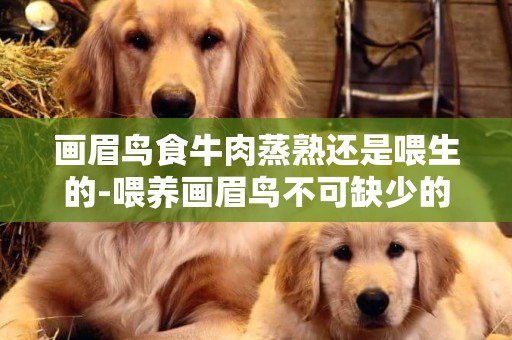畫眉鳥食牛肉蒸熟還是喂生的-喂養畫眉鳥不可缺少的“三種食物”