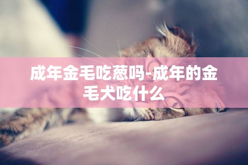成年金毛吃蔥嗎-成年的金毛犬吃什么