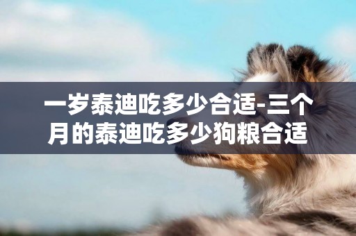 一歲泰迪吃多少合適-三個月的泰迪吃多少狗糧合適