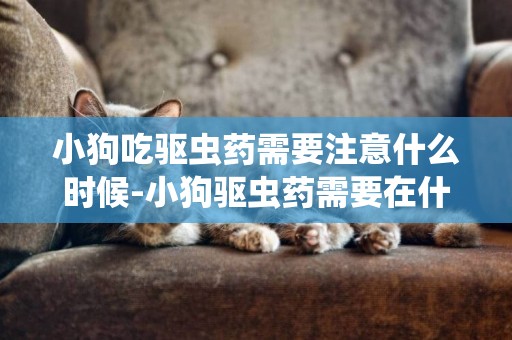 小狗吃驅蟲藥需要注意什么時候-小狗驅蟲藥需要在什么時候使用