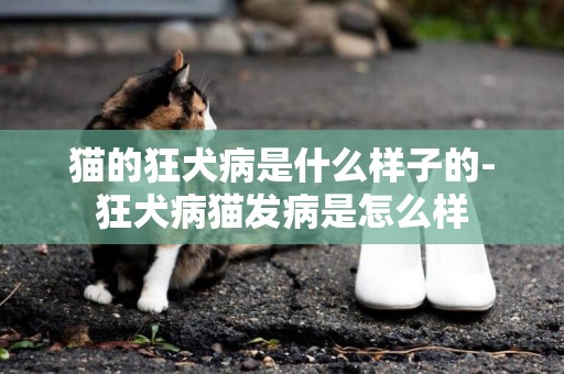 貓的狂犬病是什么樣子的-狂犬病貓發病是怎么樣