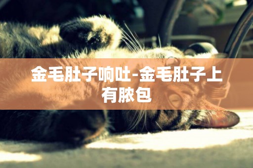 金毛肚子響吐-金毛肚子上有膿包