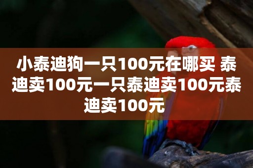 小泰迪狗一只100元在哪買 泰迪賣100元一只泰迪賣100元泰迪賣100元 