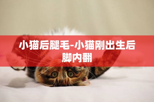 小貓后腿毛-小貓剛出生后腳內翻