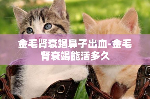 金毛腎衰竭鼻子出血-金毛腎衰竭能活多久
