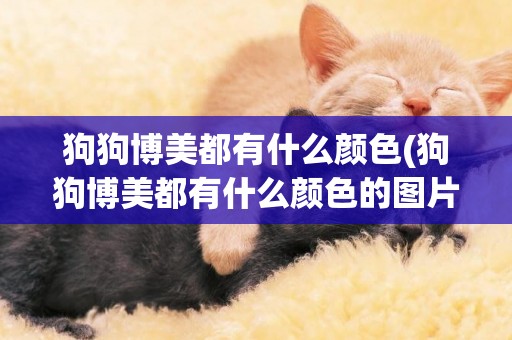 狗狗博美都有什么顏色(狗狗博美都有什么顏色的圖片)