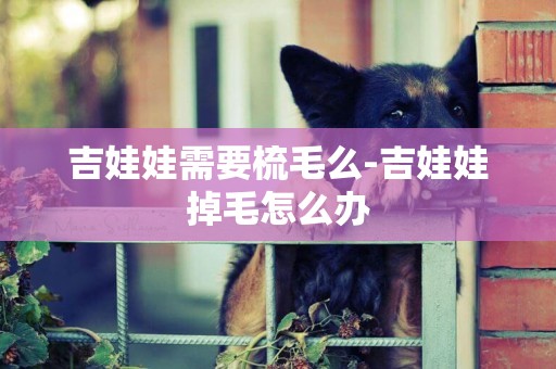 吉娃娃需要梳毛么-吉娃娃掉毛怎么辦