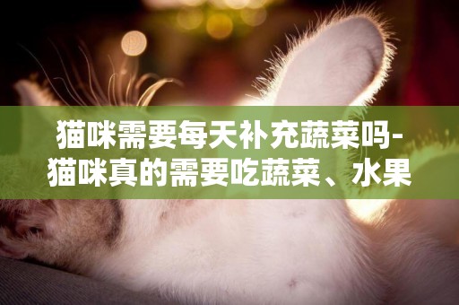 貓咪需要每天補充蔬菜嗎-貓咪真的需要吃蔬菜、水果嗎