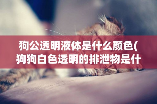 狗公透明液體是什么顏色(狗狗白色透明的排泄物是什么)