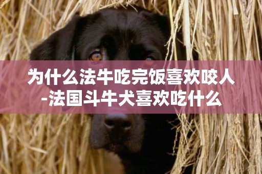 為什么法牛吃完飯喜歡咬人-法國斗牛犬喜歡吃什么