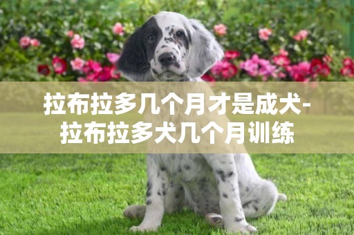 拉布拉多幾個月才是成犬-拉布拉多犬幾個月訓練
