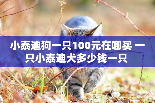 小泰迪狗一只100元在哪買 一只小泰迪犬多少錢一只 