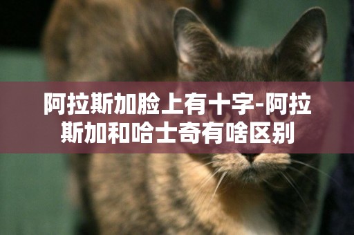 阿拉斯加臉上有十字-阿拉斯加和哈士奇有啥區別