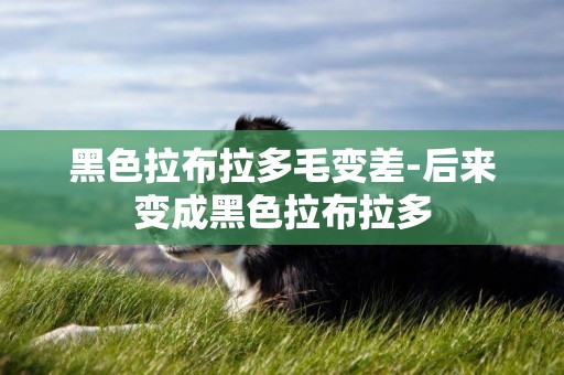 黑色拉布拉多毛變差-后來變成黑色拉布拉多