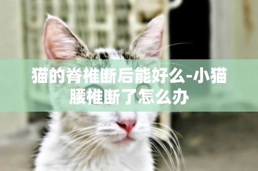 貓的脊椎斷后能好么-小貓腰椎斷了怎么辦