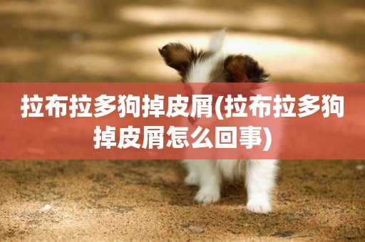 拉布拉多狗掉皮屑(拉布拉多狗掉皮屑怎么回事)