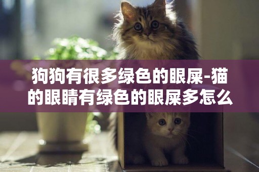 狗狗有很多綠色的眼屎-貓的眼睛有綠色的眼屎多怎么回事