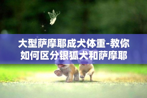 大型薩摩耶成犬體重-教你如何區分銀狐犬和薩摩耶