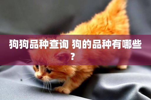 狗狗品種查詢 狗的品種有哪些？ 