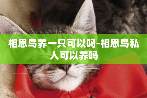 相思鳥養一只可以嗎-相思鳥私人可以養嗎