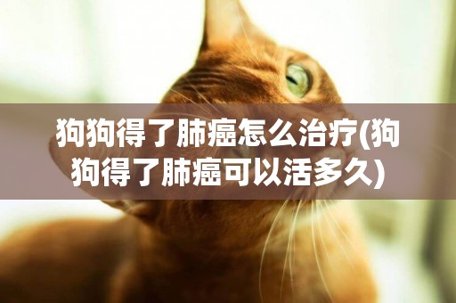 狗狗得了肺癌怎么治療(狗狗得了肺癌可以活多久)