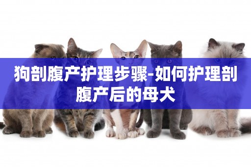 狗剖腹產護理步驟-如何護理剖腹產后的母犬