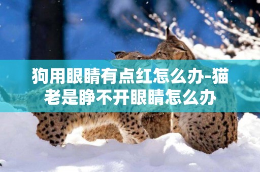 狗用眼睛有點紅怎么辦-貓老是睜不開眼睛怎么辦