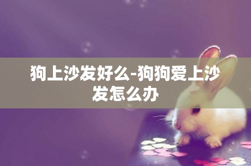 狗上沙發好么-狗狗愛上沙發怎么辦