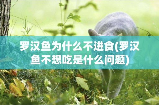 羅漢魚為什么不進食(羅漢魚不想吃是什么問題)
