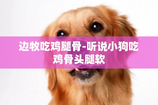 邊牧吃雞腿骨-聽說小狗吃雞骨頭腿軟