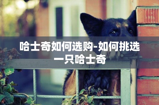 哈士奇如何選購-如何挑選一只哈士奇