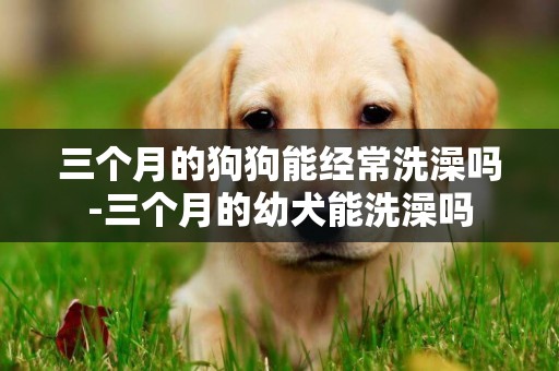 三個月的狗狗能經常洗澡嗎-三個月的幼犬能洗澡嗎