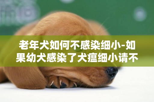 老年犬如何不感染細小-如果幼犬感染了犬瘟細小請不要放棄