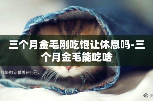 三個月金毛剛吃飽讓休息嗎-三個月金毛能吃啥
