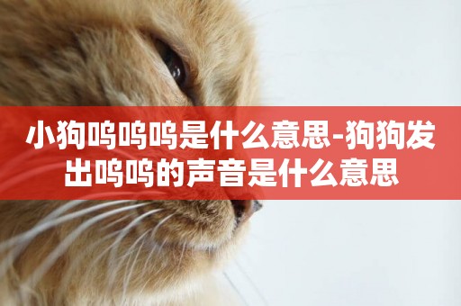 小狗嗚嗚嗚是什么意思-狗狗發出嗚嗚的聲音是什么意思