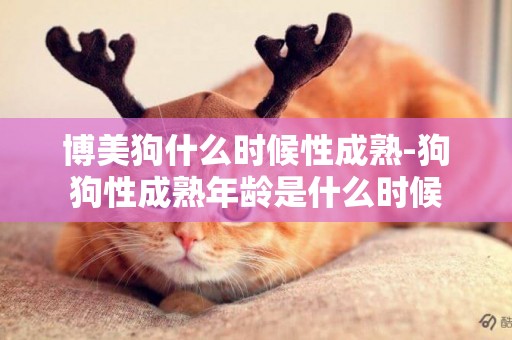 博美狗什么時候性成熟-狗狗性成熟年齡是什么時候