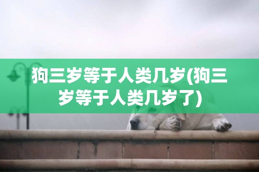 狗三歲等于人類幾歲(狗三歲等于人類幾歲了)