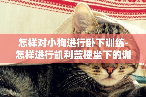 怎樣對小狗進行臥下訓練-怎樣進行凱利藍梗坐下的訓練