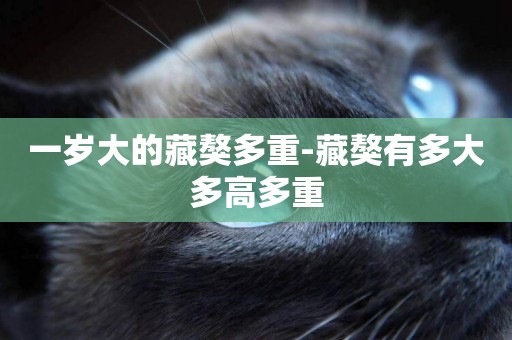 一歲大的藏獒多重-藏獒有多大多高多重