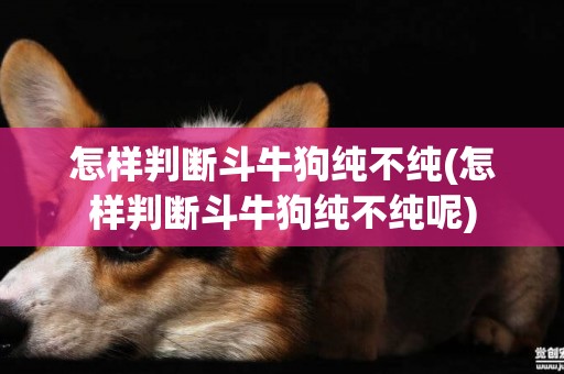 怎樣判斷斗牛狗純不純(怎樣判斷斗牛狗純不純呢)