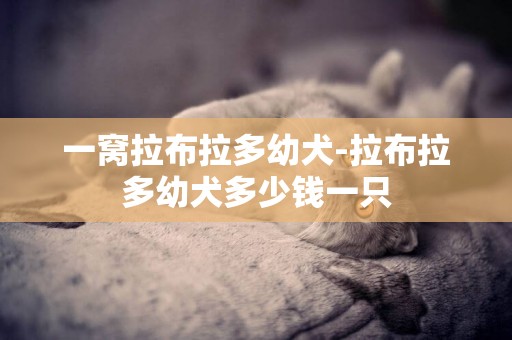 一窩拉布拉多幼犬-拉布拉多幼犬多少錢一只